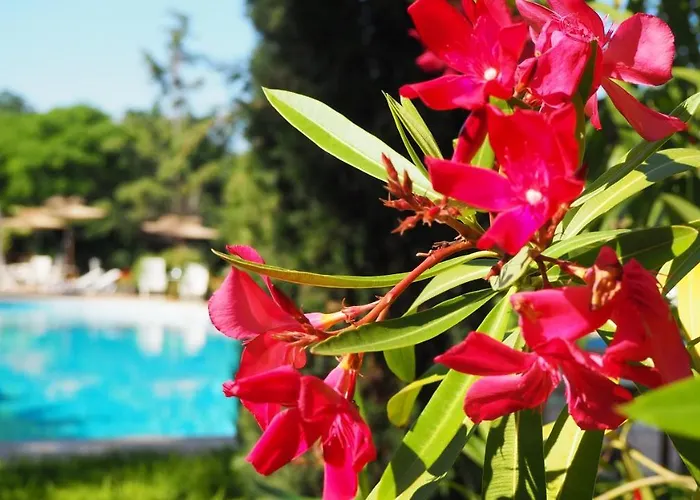 Joya Park 4* Златни пясъци